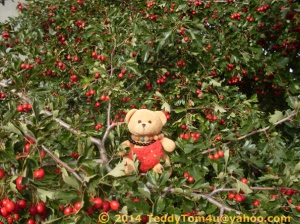 140819_23flowers-redberries